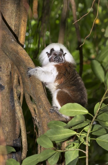 Cotton-top tamarin