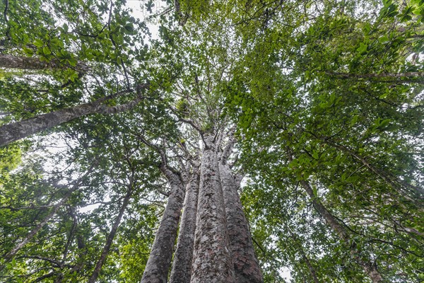 Four Kauri trees