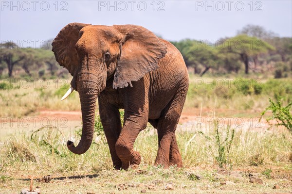 African Elephant