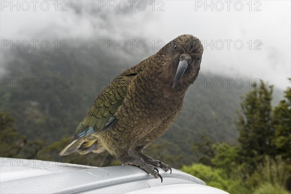 Kea