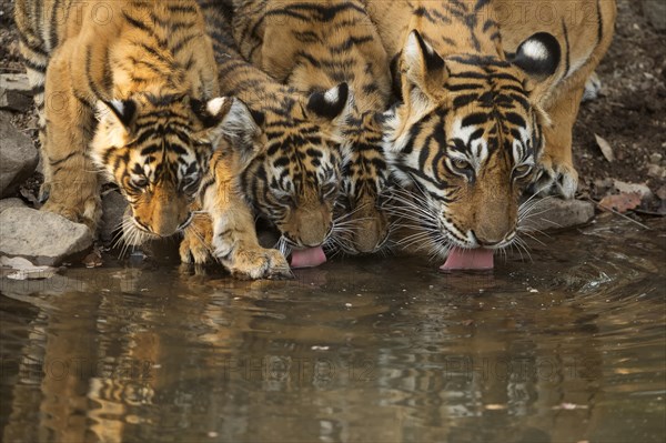 Bengal tigers