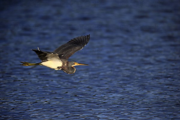 Tricolored heron