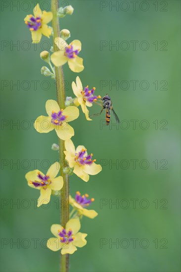 Dark mullein