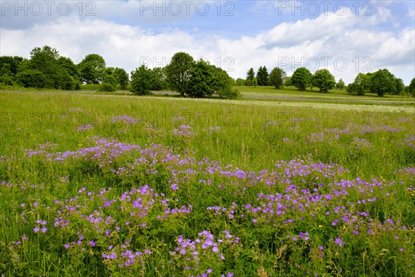 Meadow cranesbill