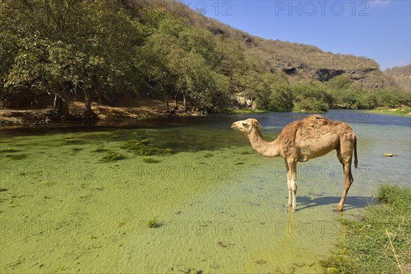 Arabian camel