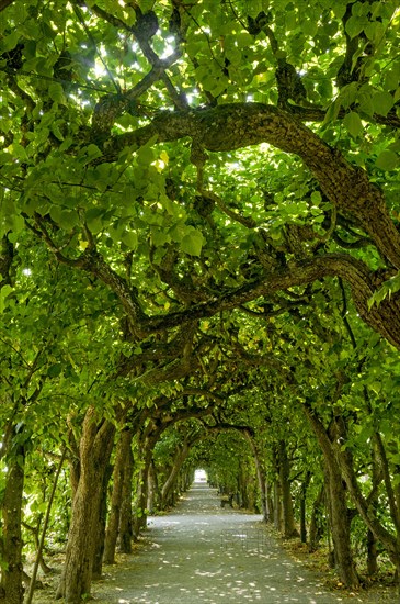 Lime tree arcade