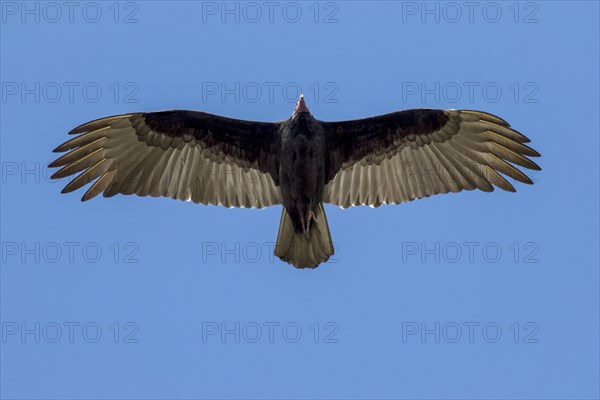 Lesser yellow-headed vulture