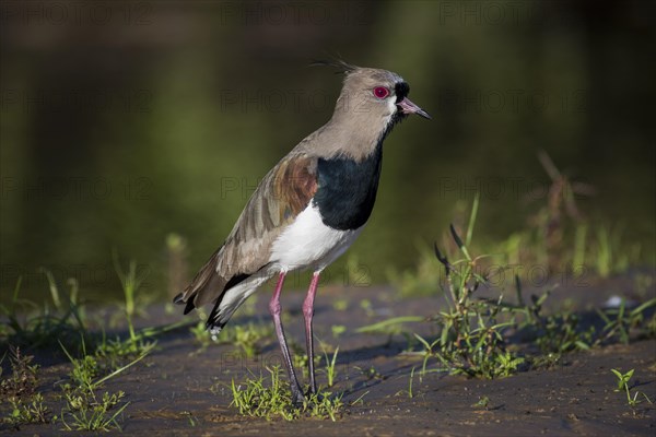 Southern lapwing