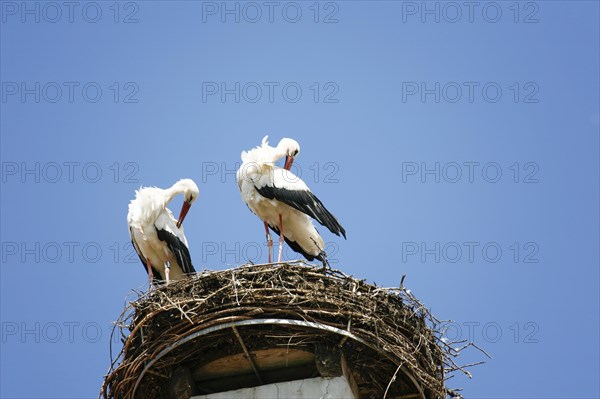 White stork