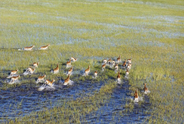 Red Lechwe