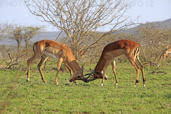 Impala