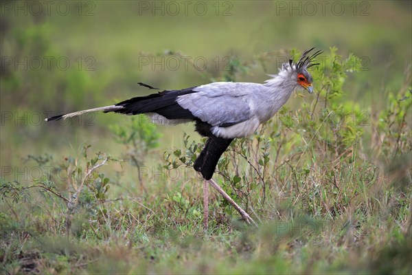 Secretary bird