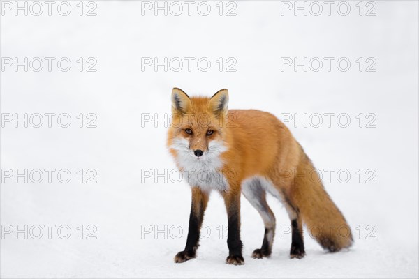 Red Fox