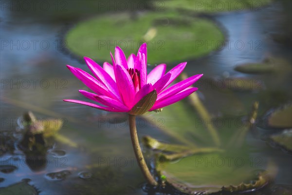 Pink Blossom