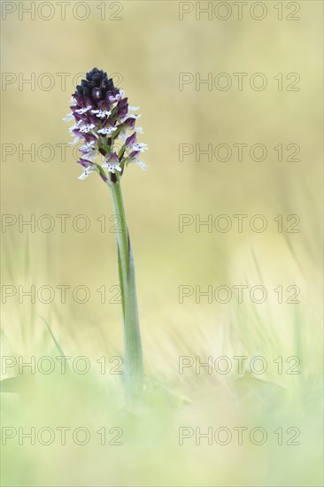 Burnt-tip orchid