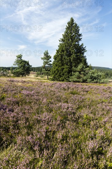 Flowering high heathland