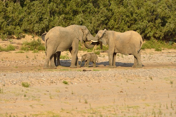 African bush elephants