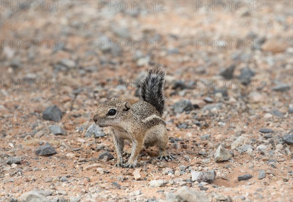 Harris's antelope squirrel