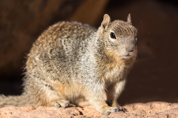 Rock squirrel