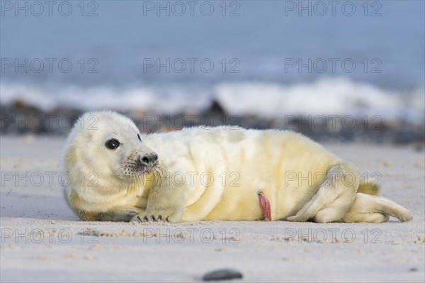 Newborn gray seal