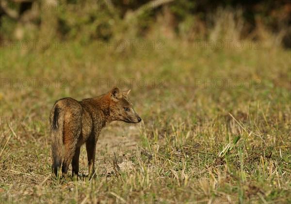 Crab-eating Fox