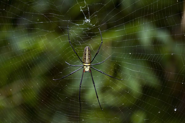 Northern golden orb weaver