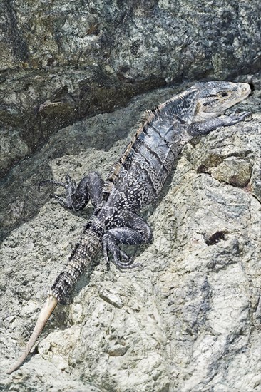 Black spiny tailed Iguana