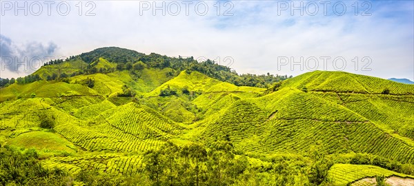 Tea plantations