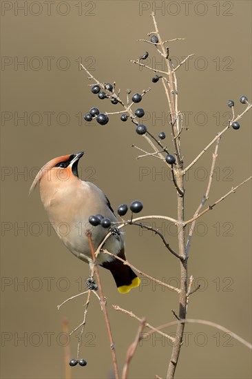 Bohemian waxwing