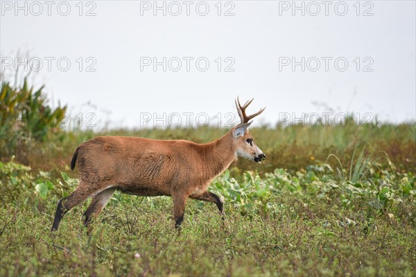 Marsh deer