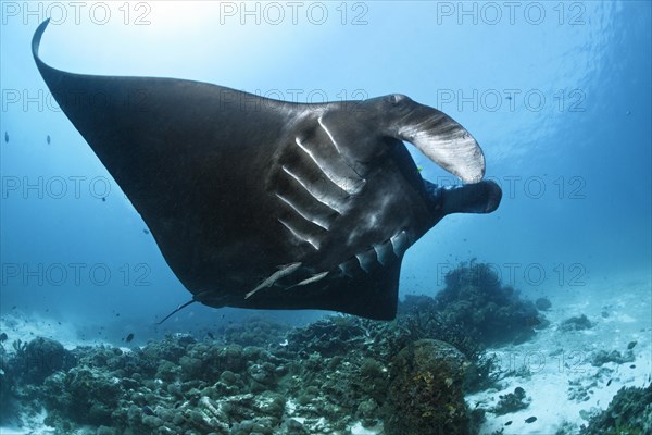 Pelagic manta ray