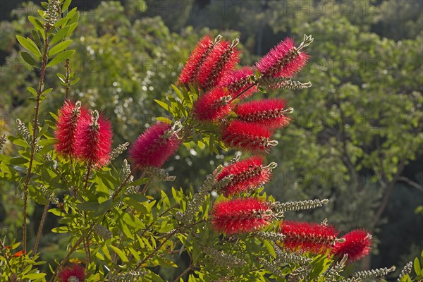 Flowering wallum bottlebrush