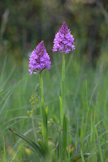 Pyramidal orchid