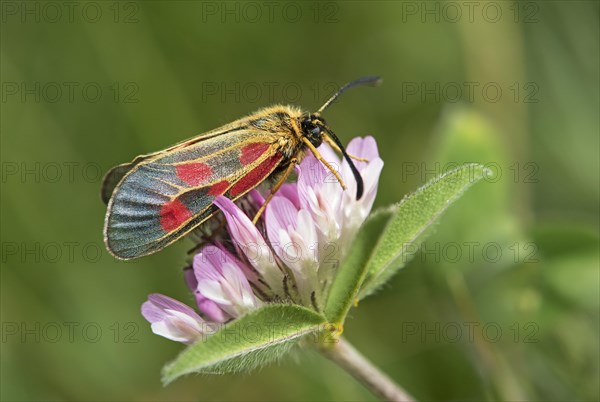 Mountain burnet