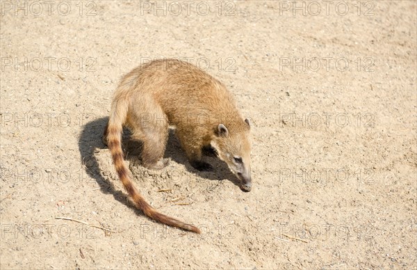 South American coati