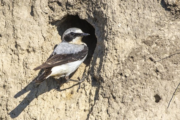 Northern wheatear