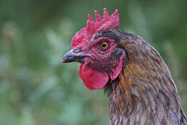 Domestic chicken
