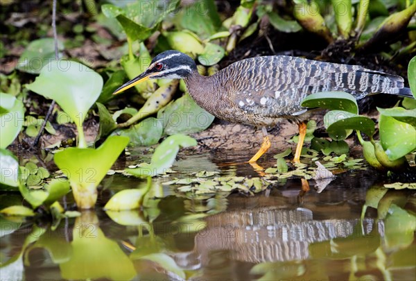 Sunbittern