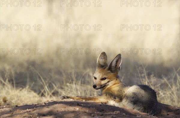 Cape Fox