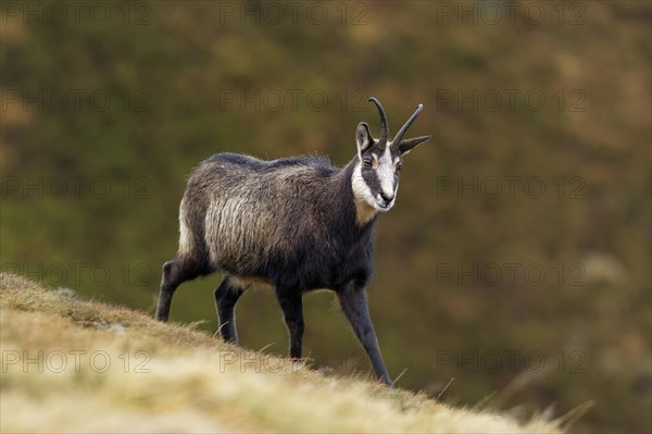 Chamois