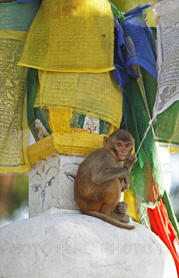 Rhesus macaque