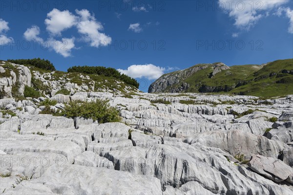 Weathered rocks