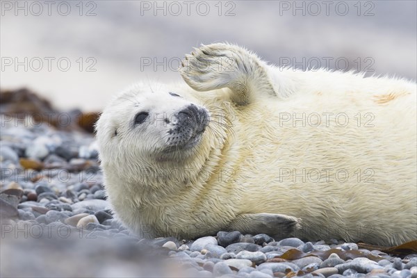 Gray seal