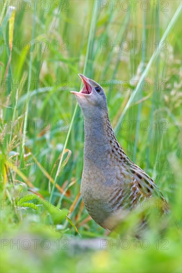 Corncrake