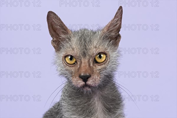 Werewolf Cat or Lykoi Cat