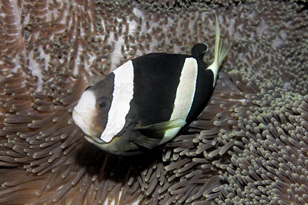 Clark's anemonefish