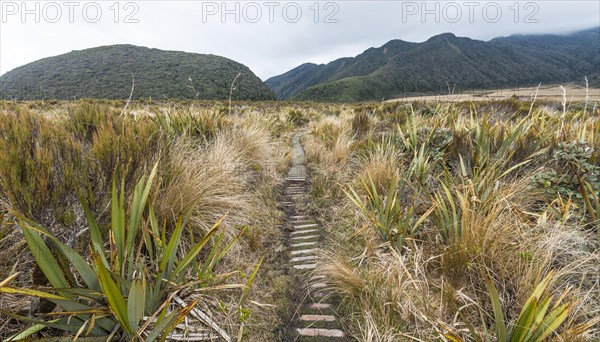 Trail through swampland