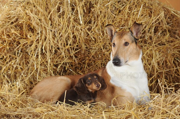 Smooth collie