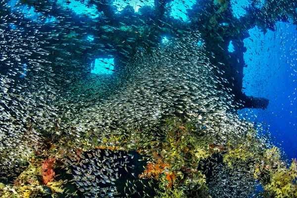 Wreck diving and glass or Pempherids