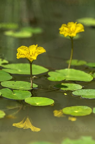 Blooming water fringe